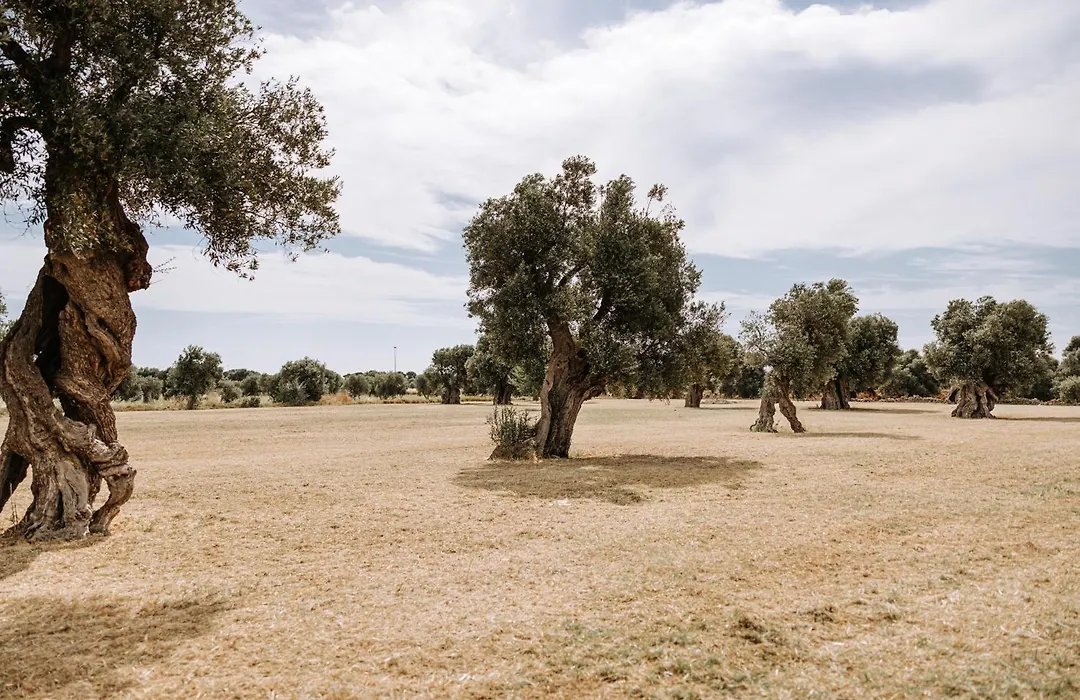 Masseria Garrappa-1